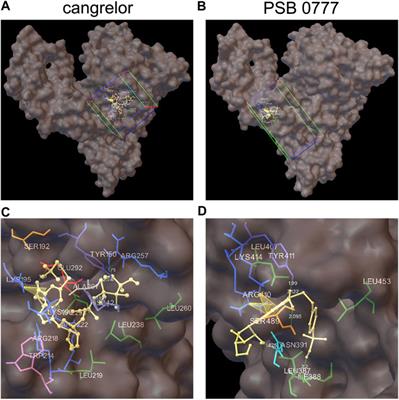 Efficacy of a Combined Antiplatelet Therapy Is Not Affected by a Simultaneous Binding of Cangrelor and PSB 0777 to Albumin